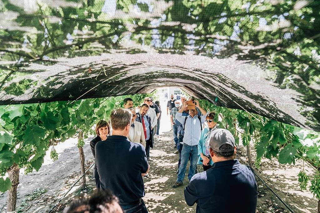 guided vineyard tour during a corporate retreat